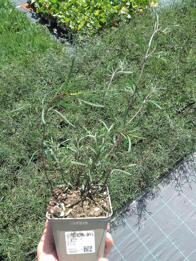 Coreopsis Moonbeam - 24. 6. 2025