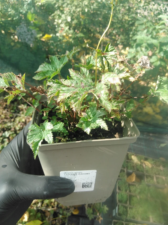 Filipendula Kahome - 13. 10. 2025