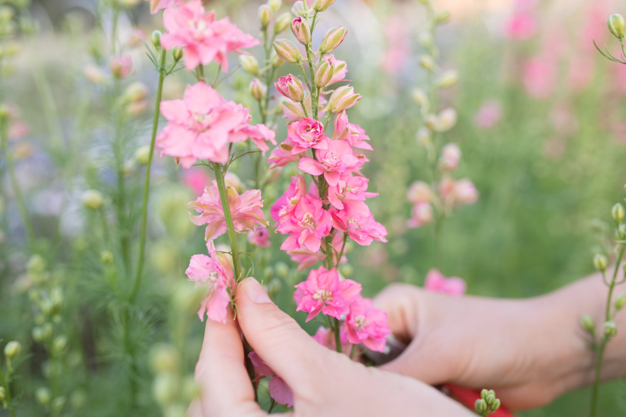 Larkspur QIS Rose, Loukykvět