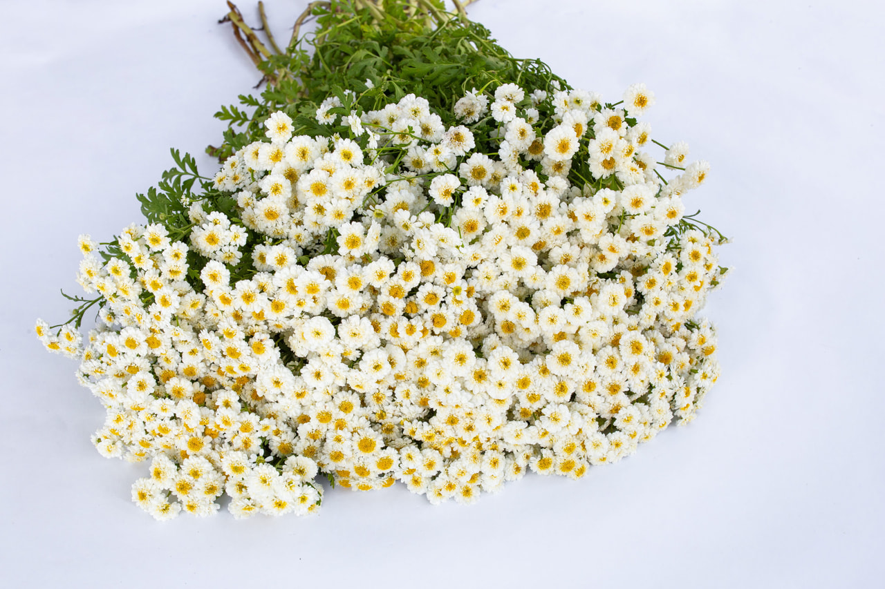 Reunuspietaryrtti Tetra White Wonder, Loukykvět