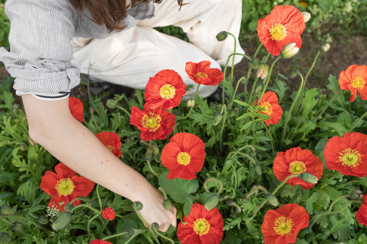 Valmue Champagne Bubbles Scarlet, Loukykvět
