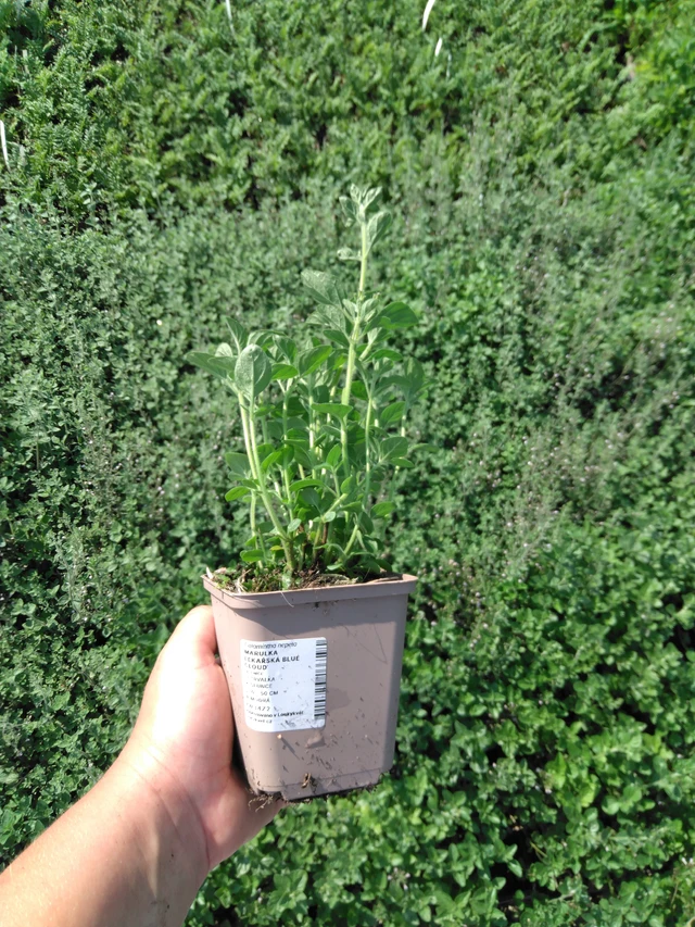 Käenminttu Blue Cloud - 2024