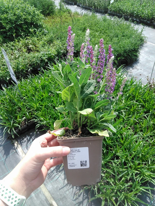 Salvia nemorosa Ostfriesland - 2. 6. 2026