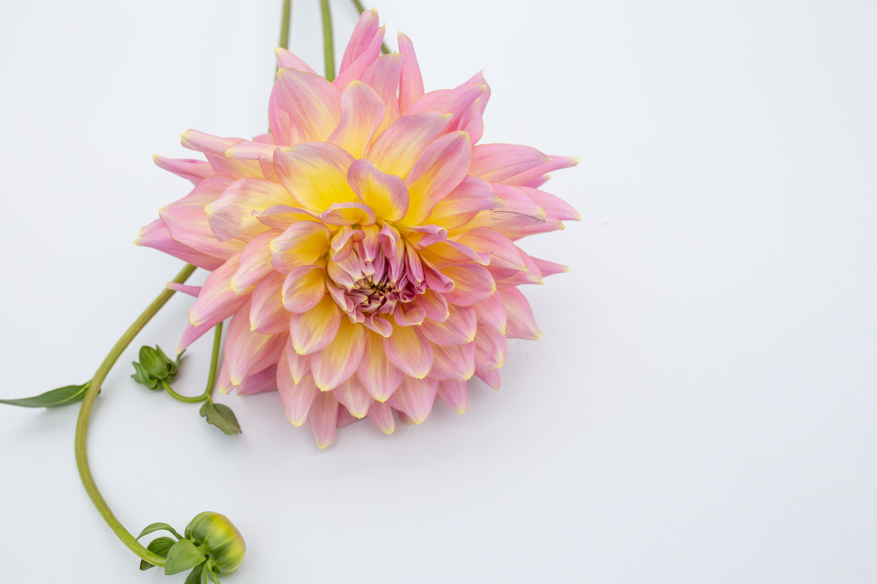 Dalia Strawberry Ice, Loukykvět