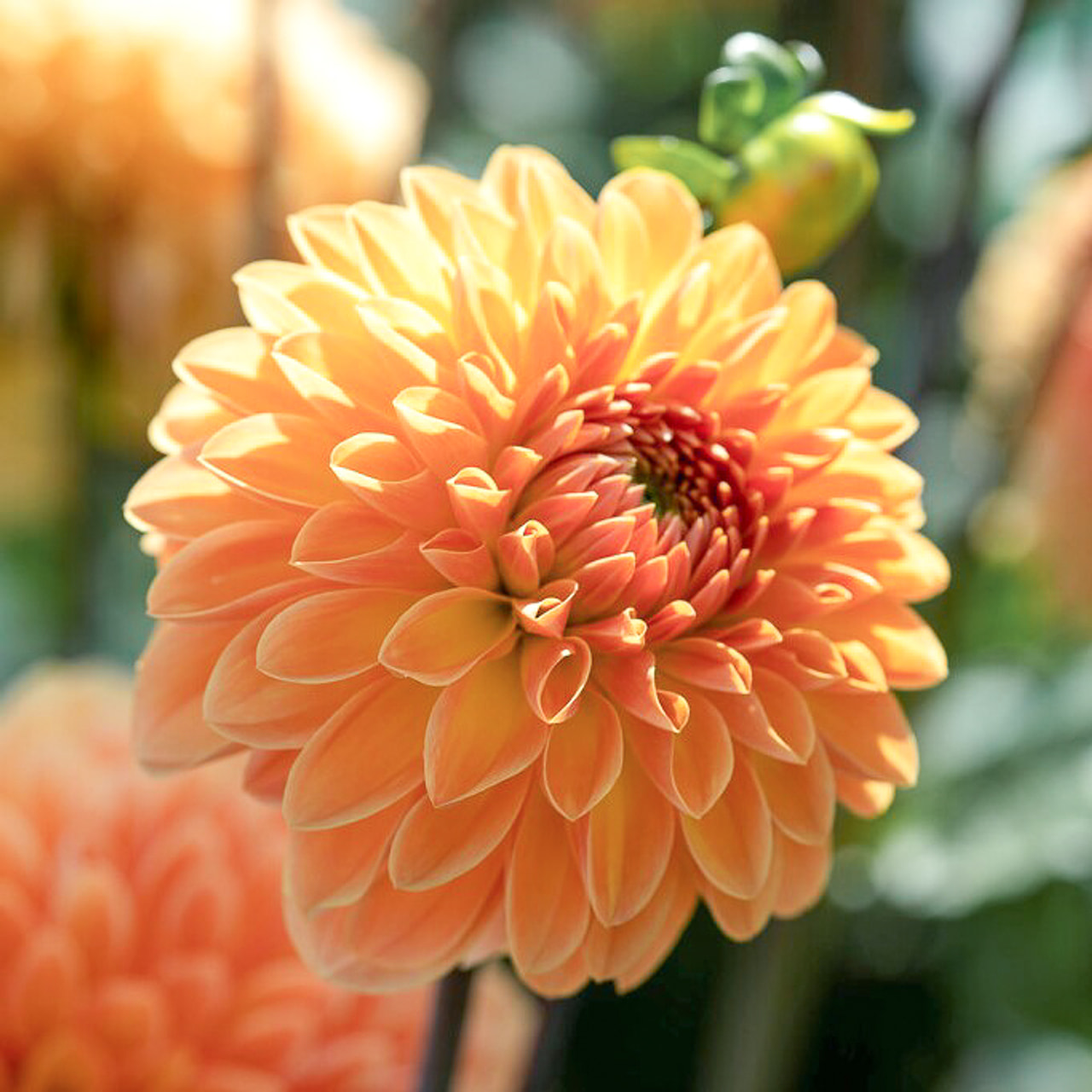 Daalia Amber Crystal, Loukykvět