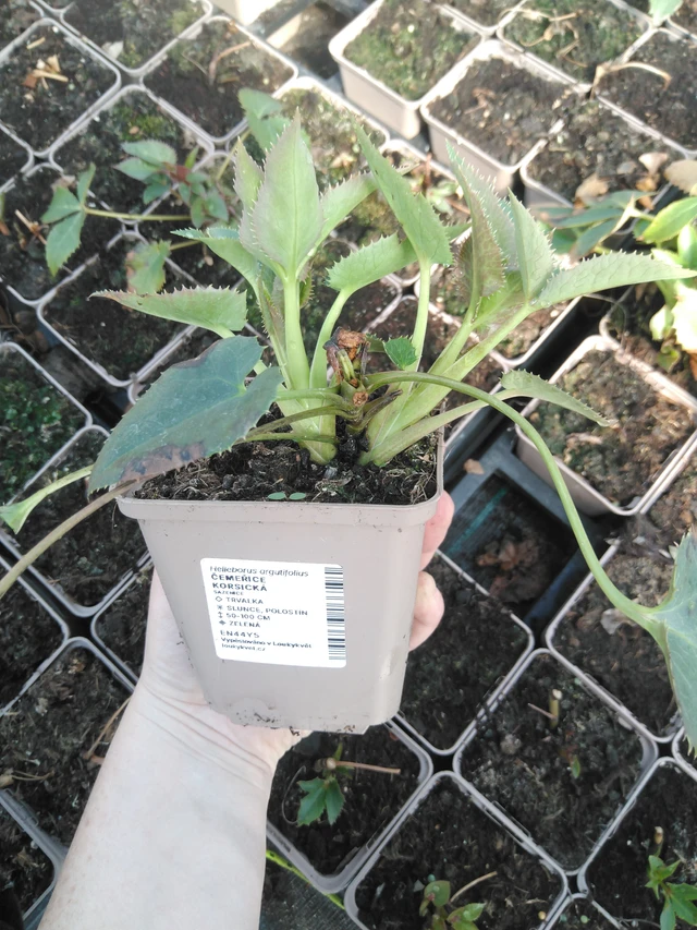 Korsikanjouluruusu - 3. 4. 2025