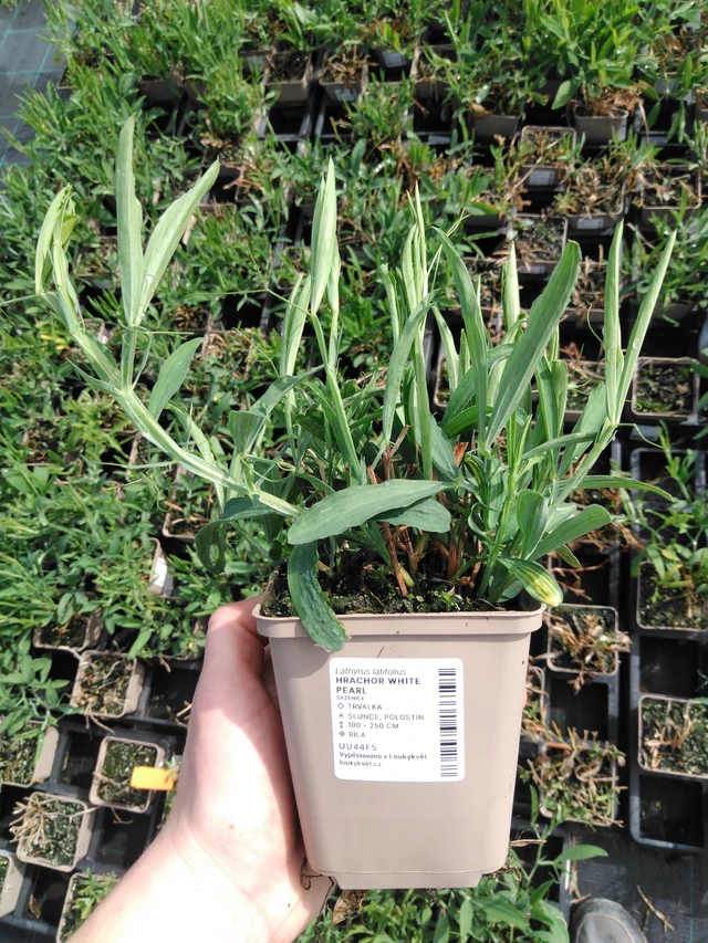 Tuoksuherne White Pearl - 2024