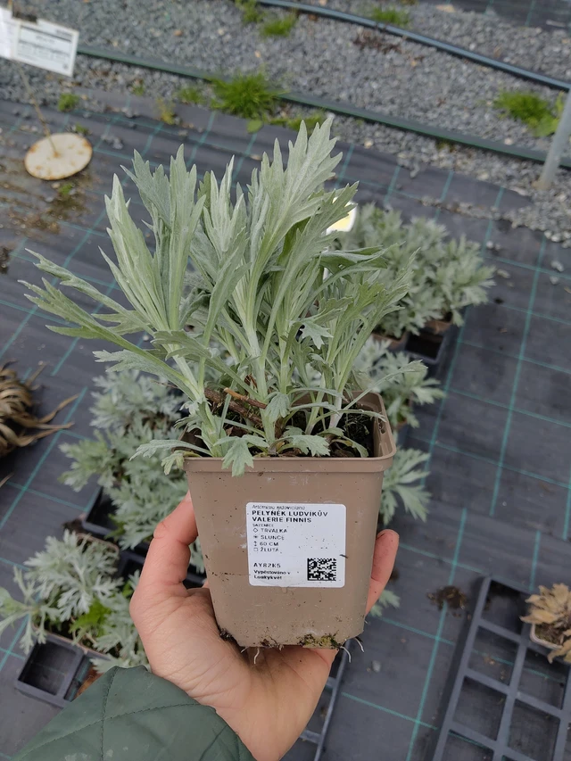 Artemisia ludoviciana Valerie Finnis - 21. 4. 2026