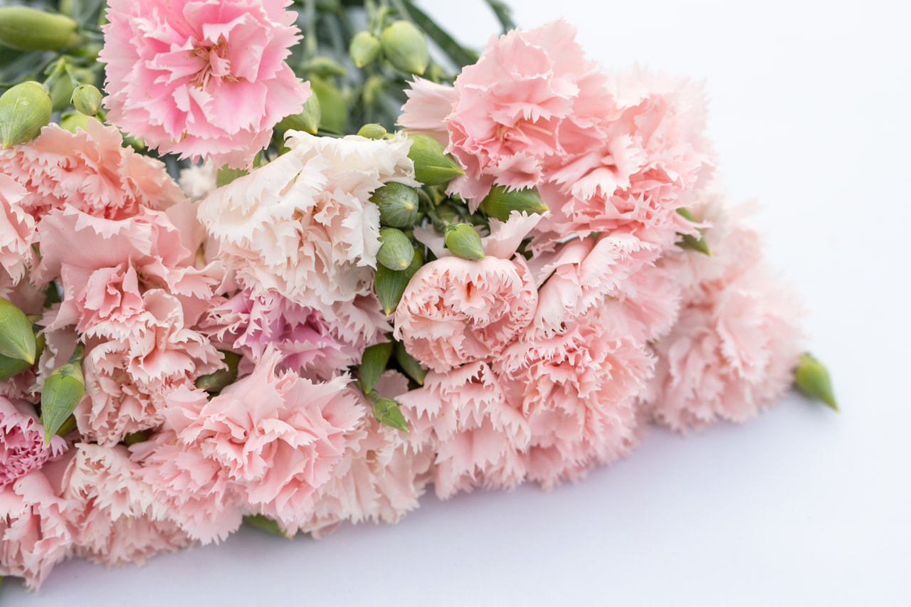 Tarhaneilikka Chabaud La France, Loukykvět