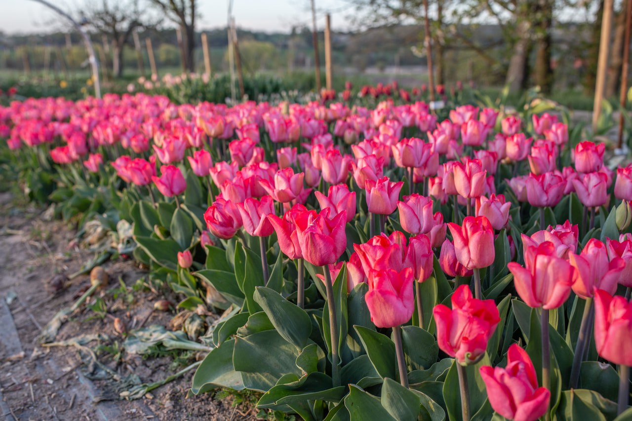 Tulppaani Lydia, Loukykvět