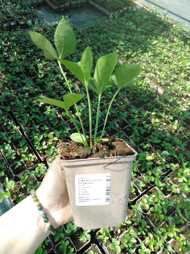 Jouluruusu Double Ellen Pink - 2024