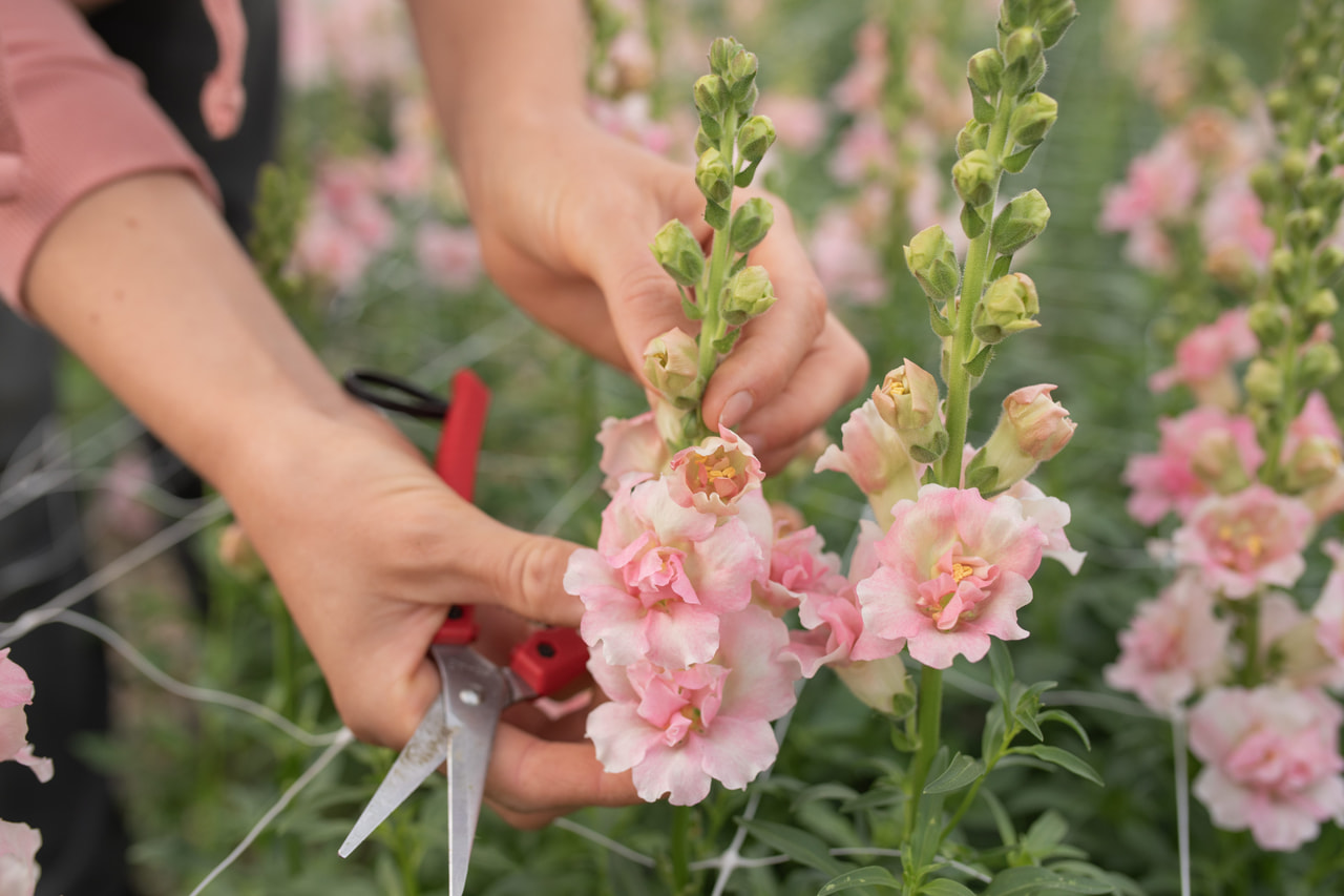 Leijonankita Double Frappe Light Pink, Loukykvět