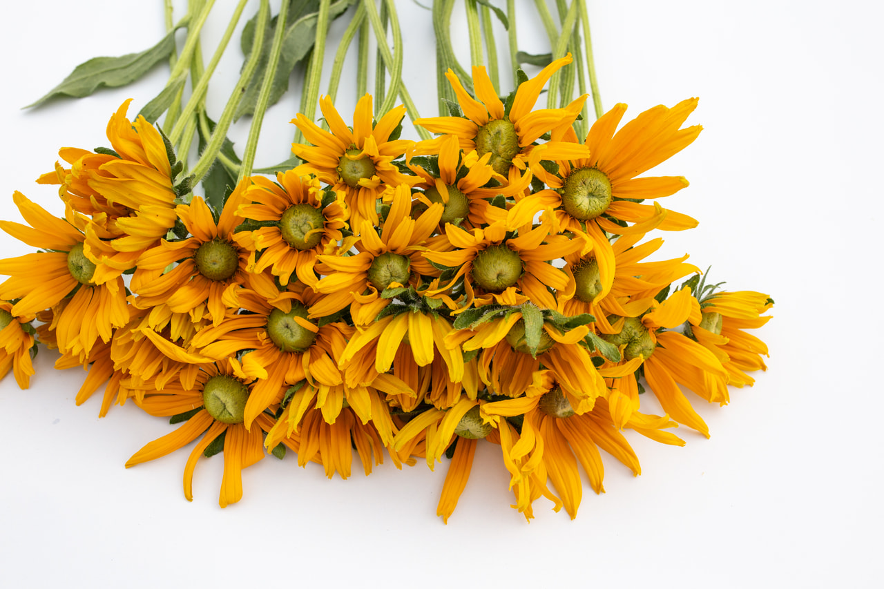 Rudbeckia Irish Eyes, Loukykvět