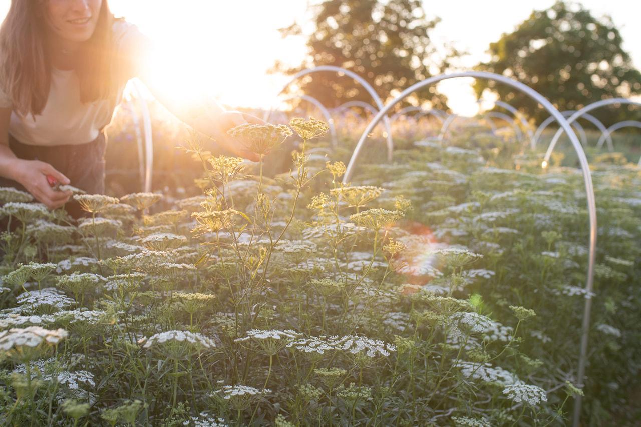Kongekommen Graceland, Loukykvět