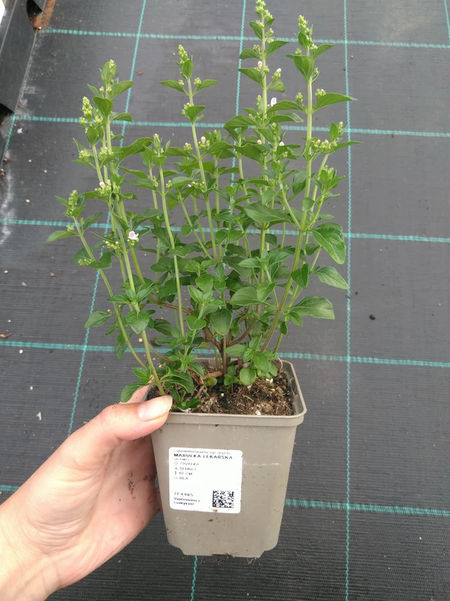 Kivikkokäenminttu - 11. 7. 2025