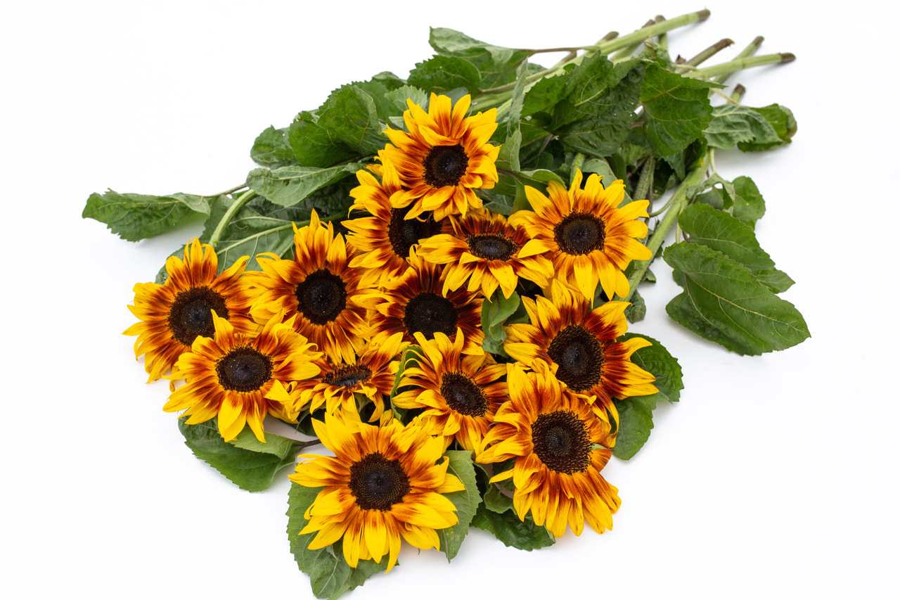 Auringonkukka ProCut Bicolor, Loukykvět