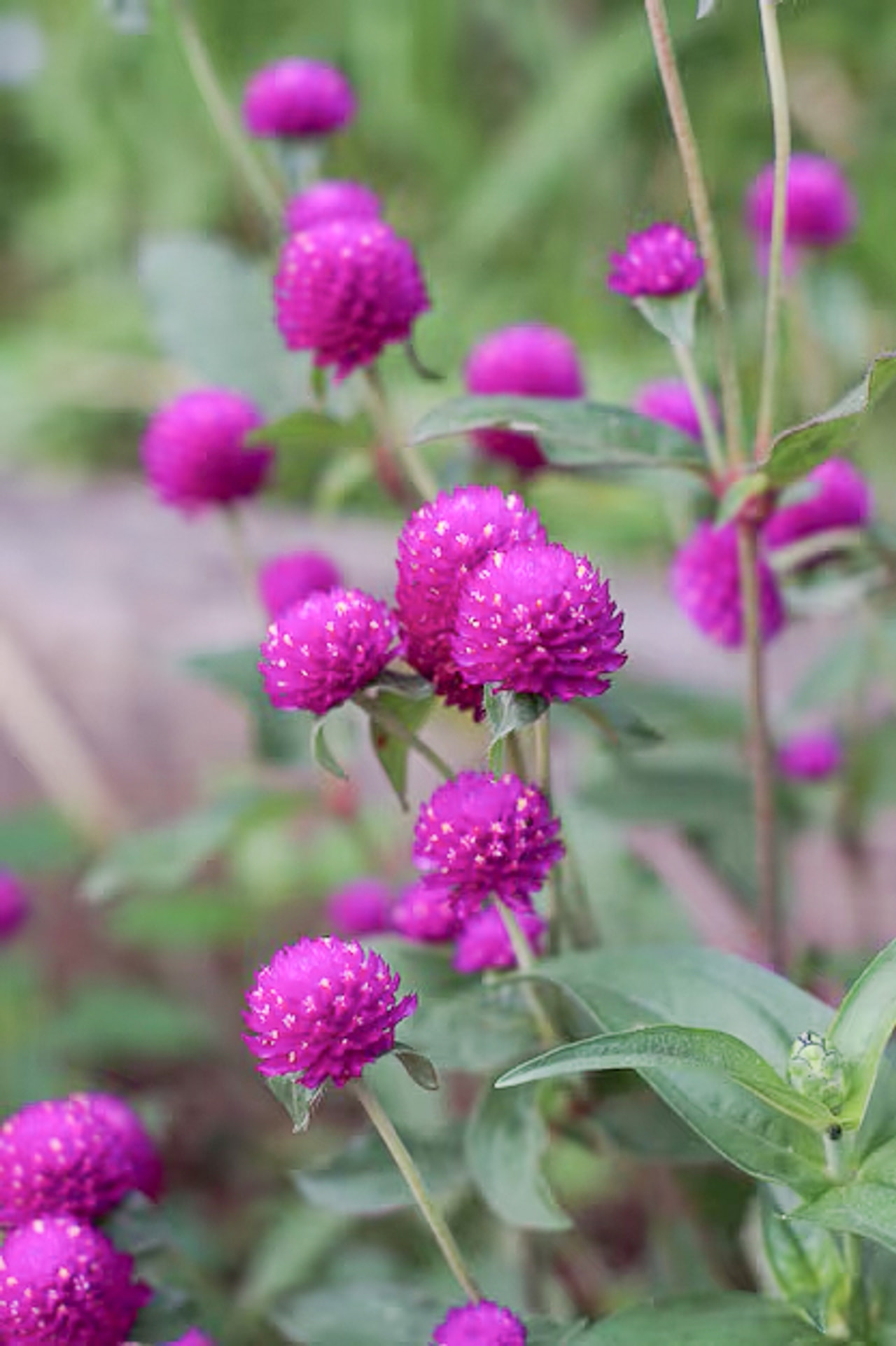 Globe Amaranth QIS Purple, Loukykvět