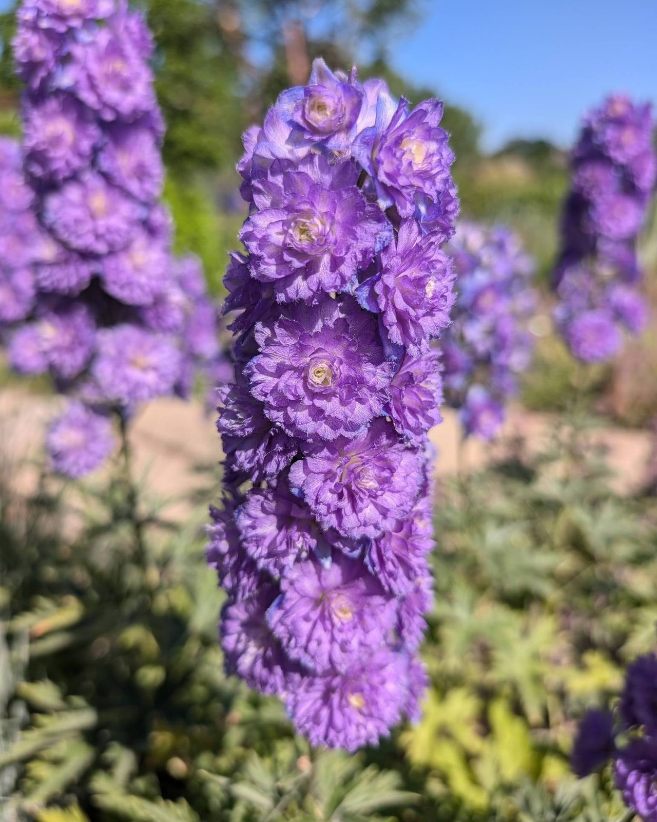 Espuela de caballero Highlander Sweet Sensation, Loukykvět