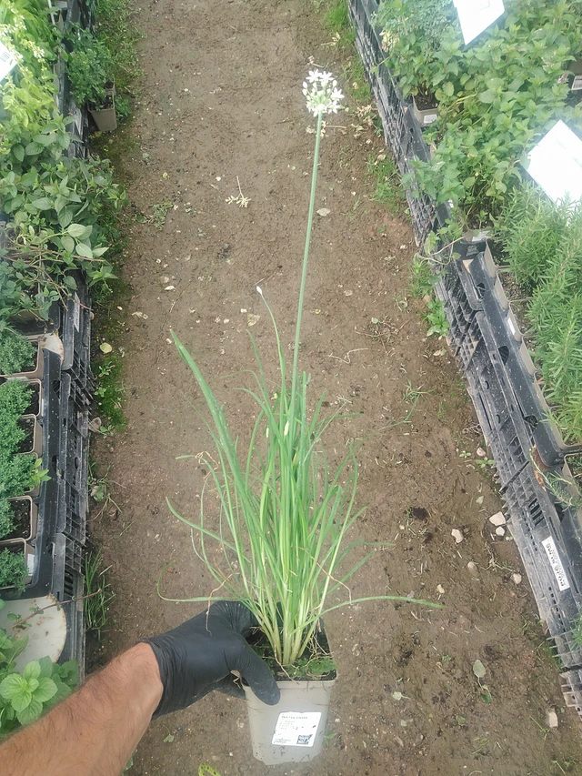 Kiinansipuli - 10. 9. 2025