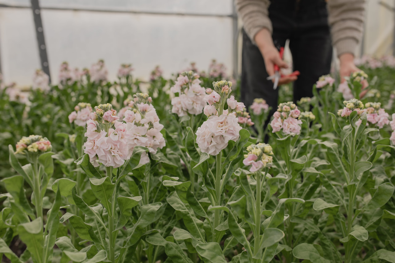 Stock StoX Silver, Loukykvět