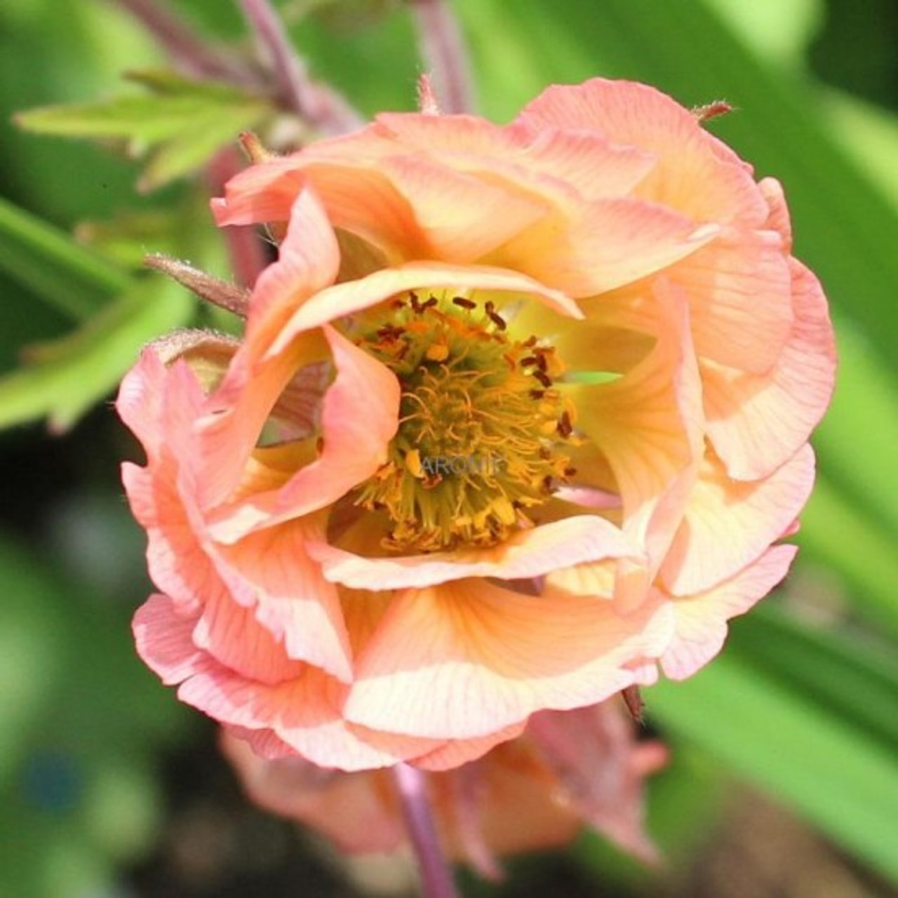 Kellukka Smokey Peach, Loukykvět