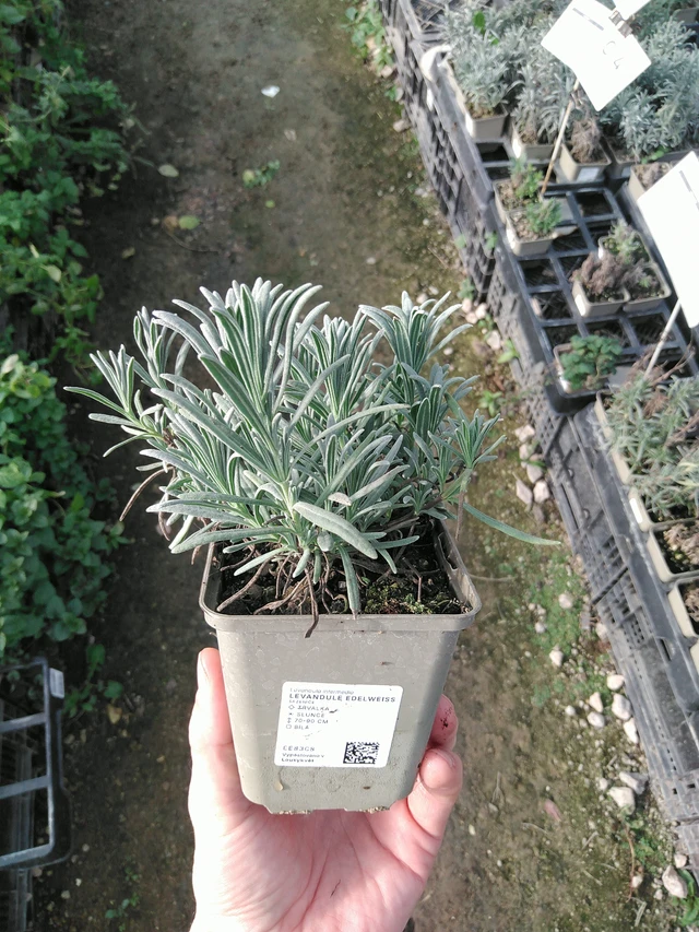 Laventeli Edelweiss - 31. 10. 2025