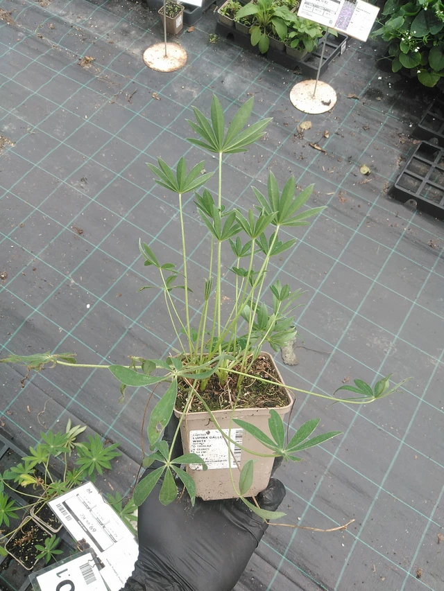 Lupino Gallery White - 31. 7. 2025