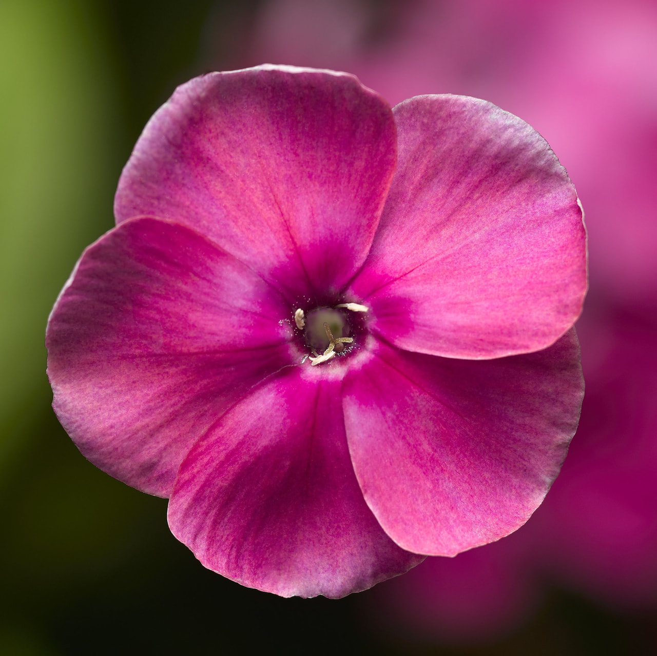 Floks Sweet Summer Compact Rose, Loukykvět