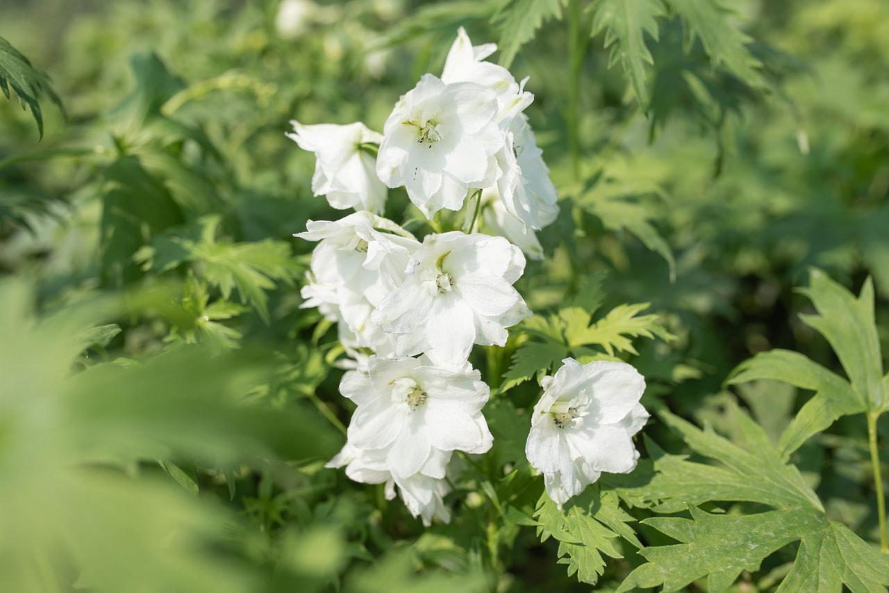 Larkspur Benary’s Pacific Galahad, Loukykvět