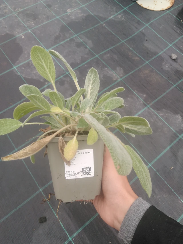 Nukkapähkämö Silver Carpet - 10. 10. 2025