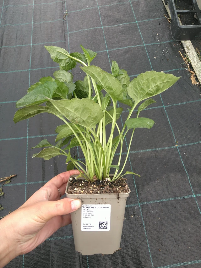 Sädepäivänhattu Goldsturm - 11. 7. 2025