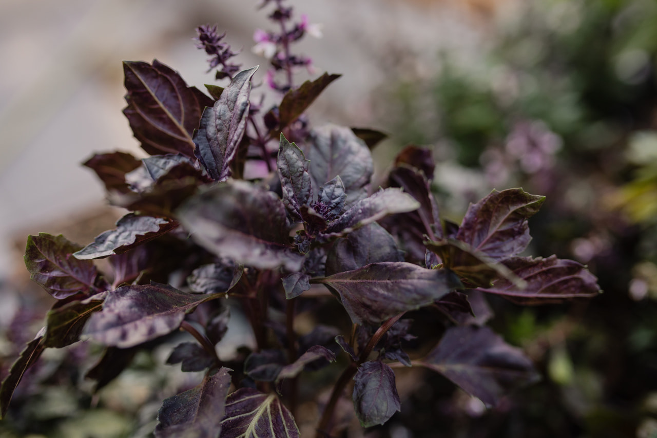 Basilika Dark Opal, Loukykvět