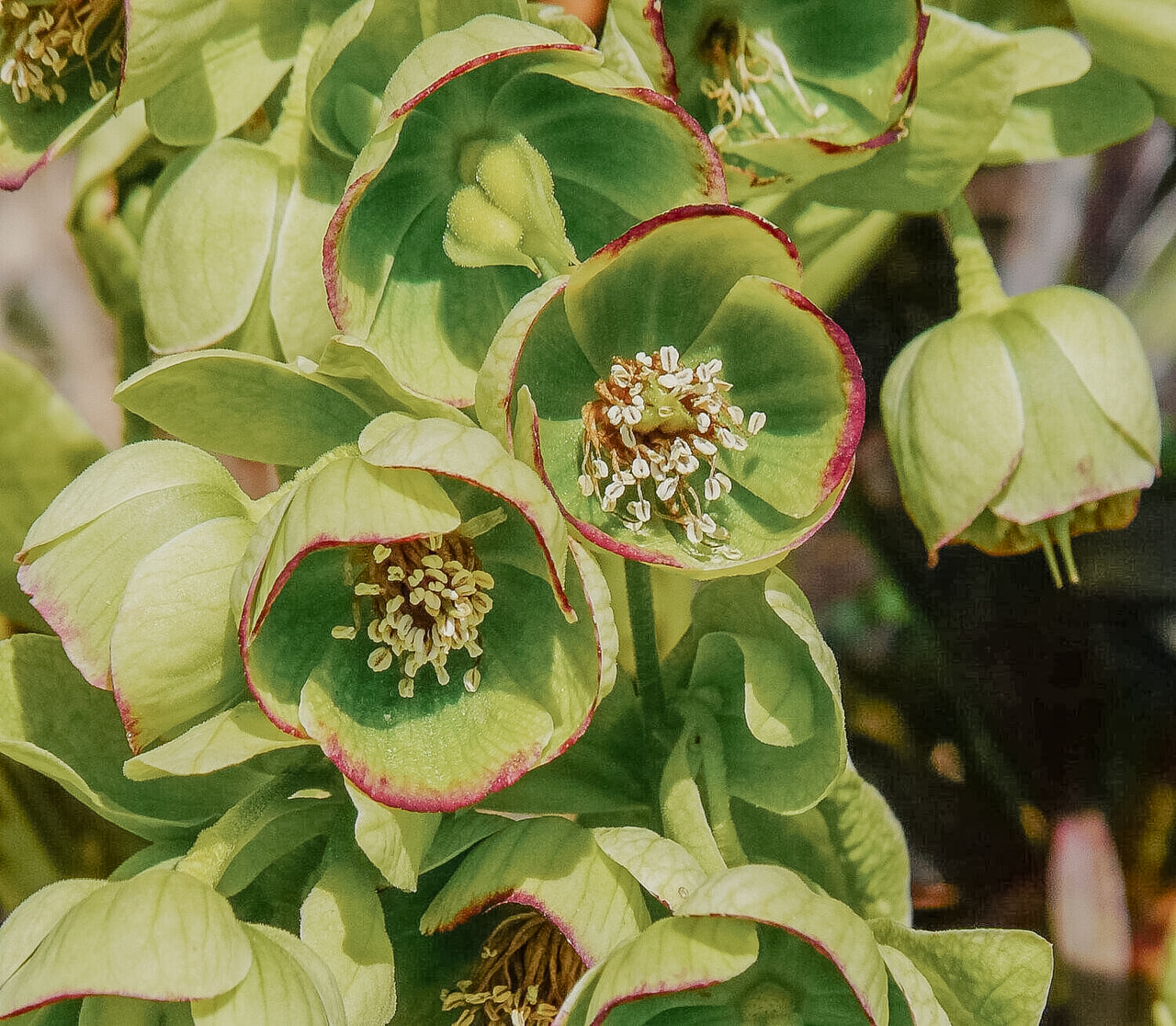 Haisujouluruusu, Loukykvět