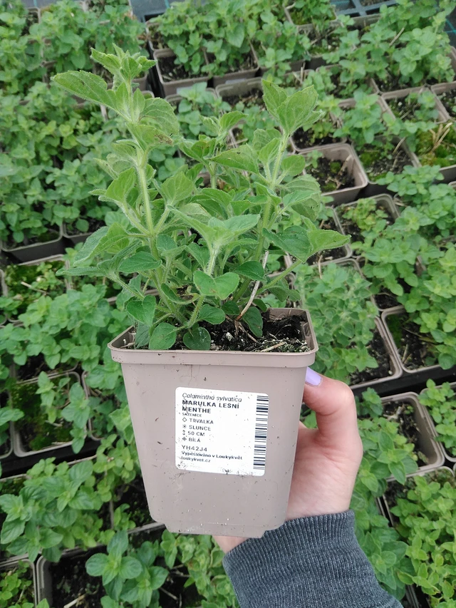 Metsäkalaminttu Menthe - 9. 6. 2025