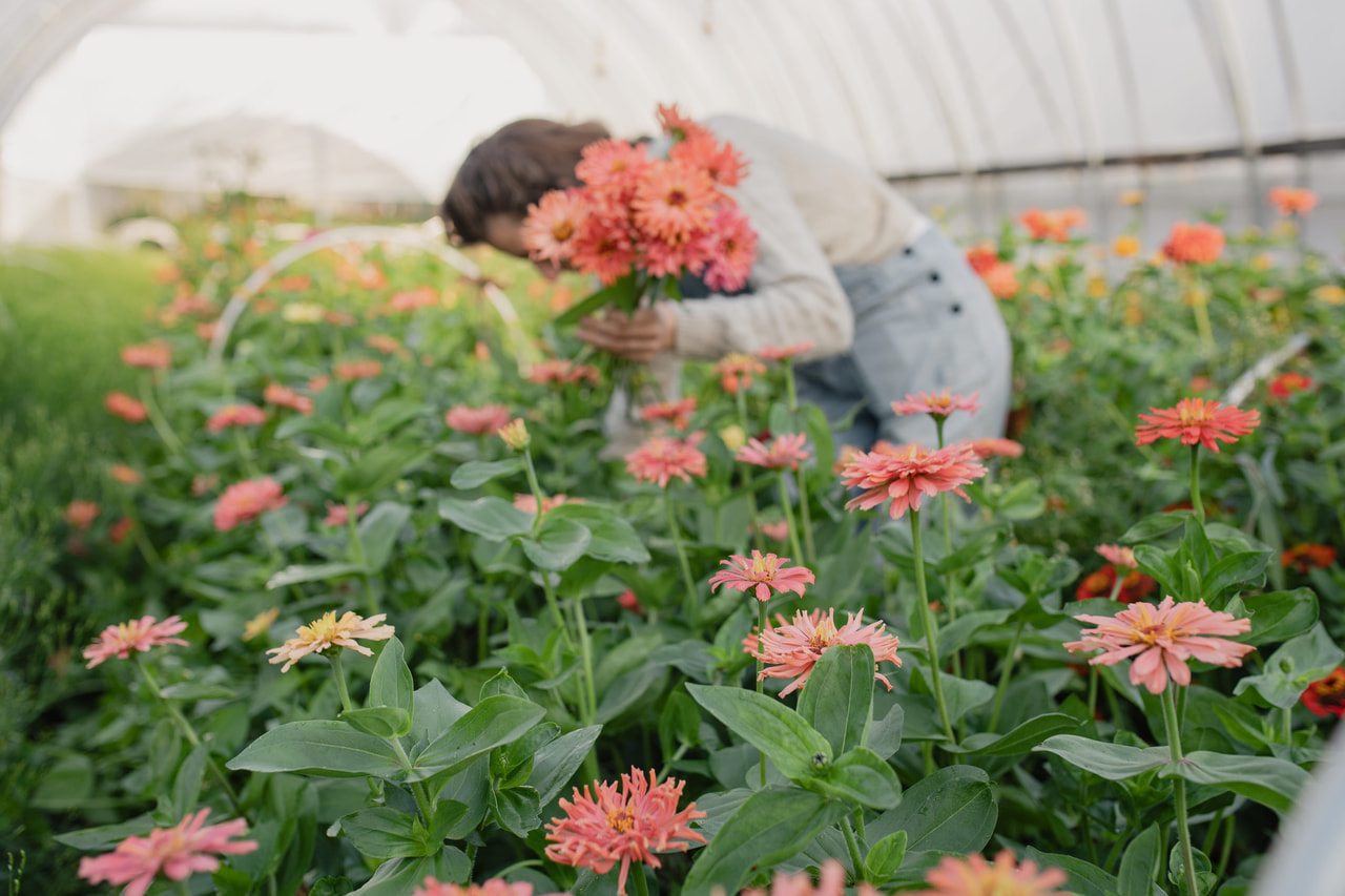 Zinnia Super Cactus Señorita, Loukykvět