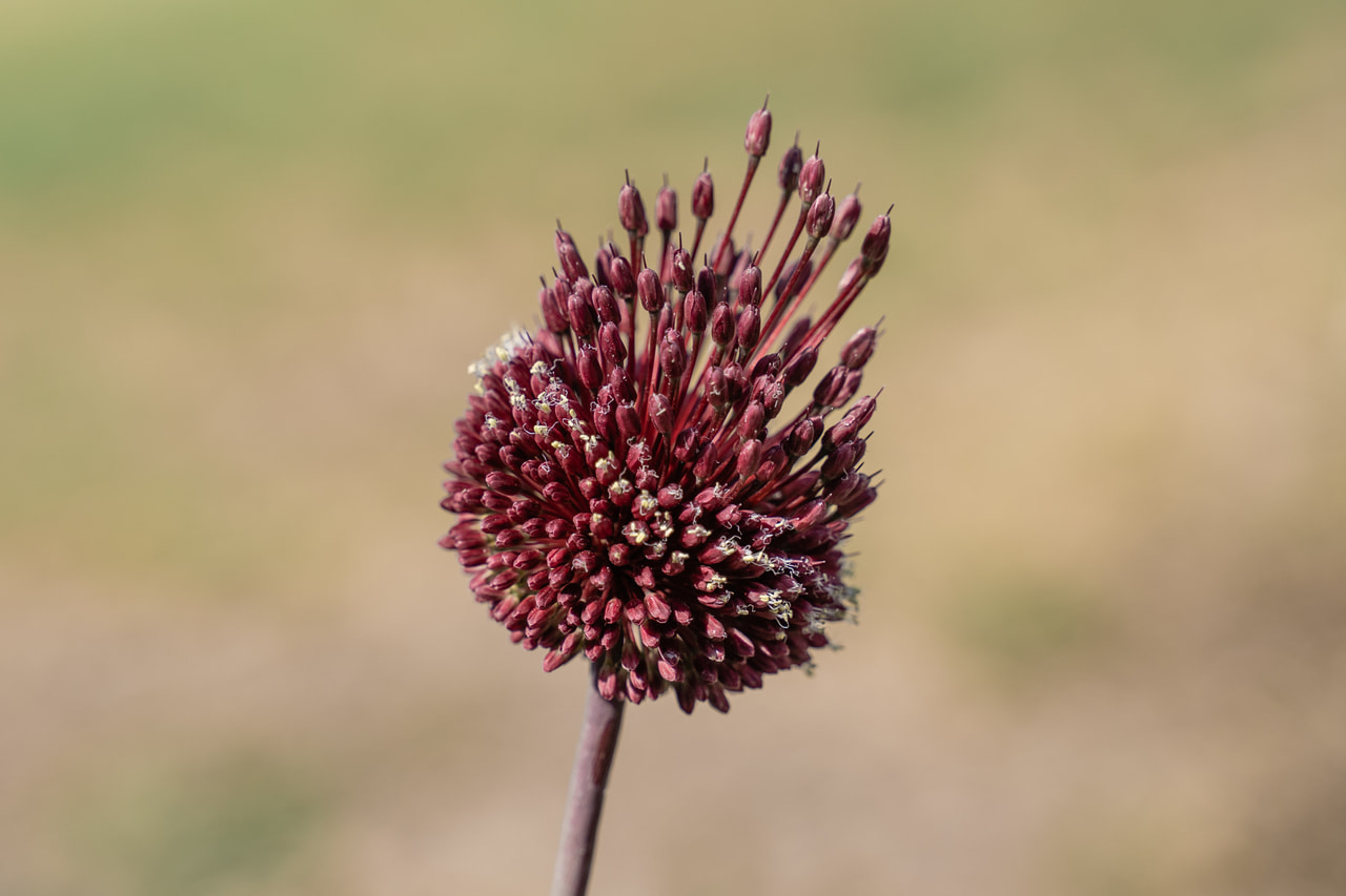 Allium Red Mohican, Loukykvět