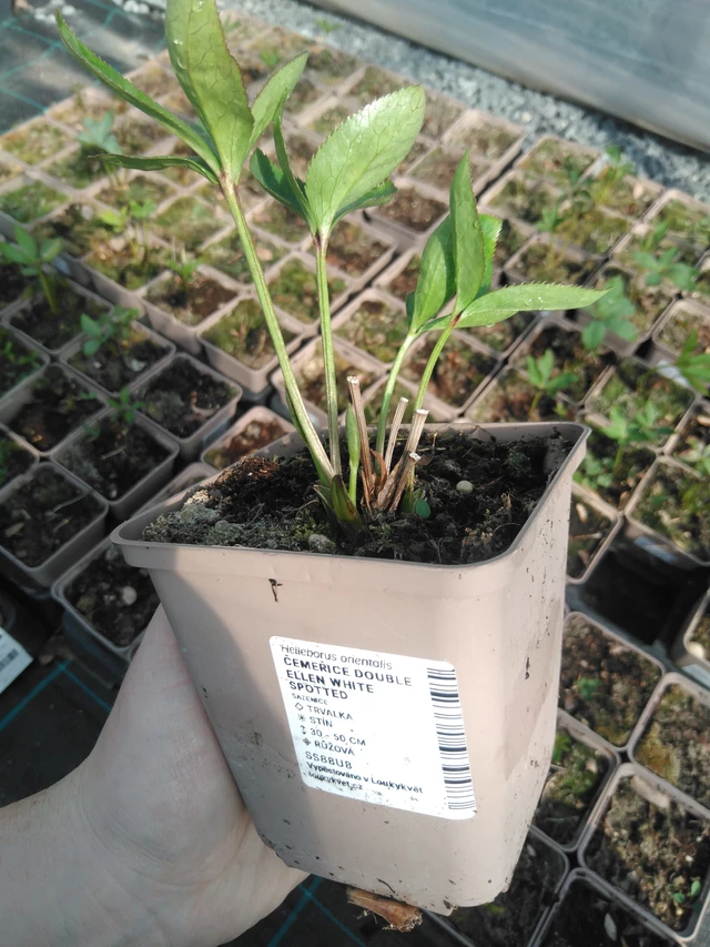 Jouluruusu Double Ellen White Spotted - 3. 4. 2025