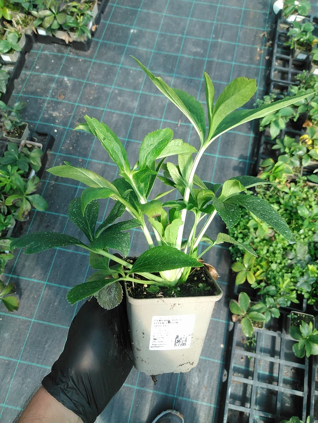 Jouluruusu Double Ellen Yellow Spotted - 19. 8. 2025