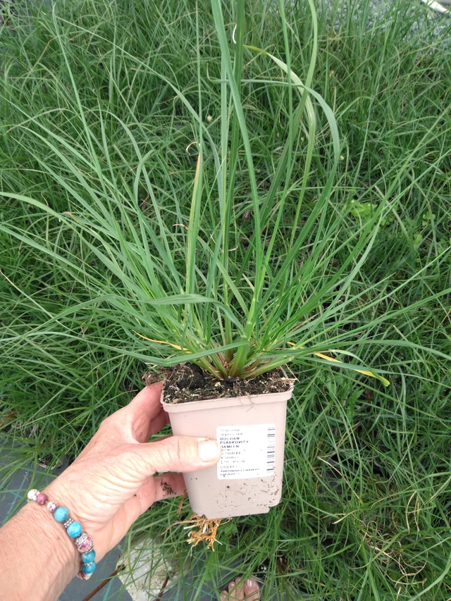Herbe aux écouvillons Hameln - 2024