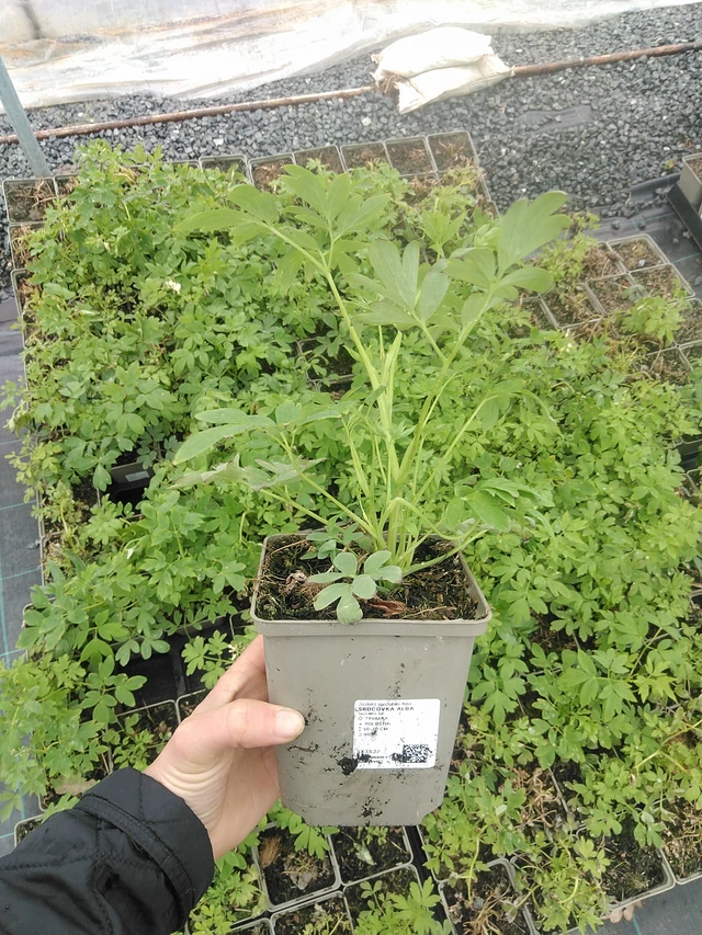 Corazón de María Alba - 20. 4. 2026