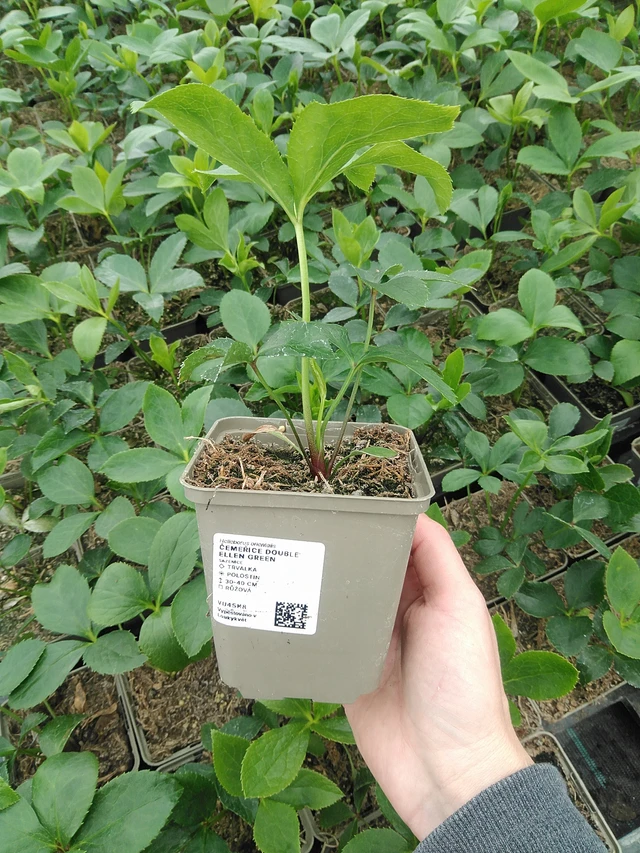 Jouluruusu Double Ellen Green - 9. 6. 2025