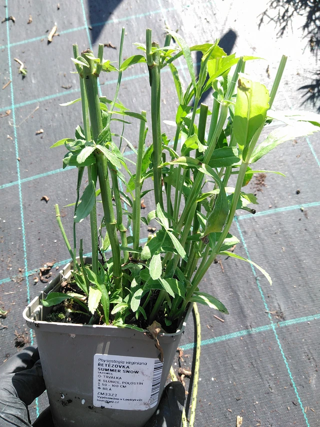 Kellopeippi Summer Snow - 19. 8. 2025