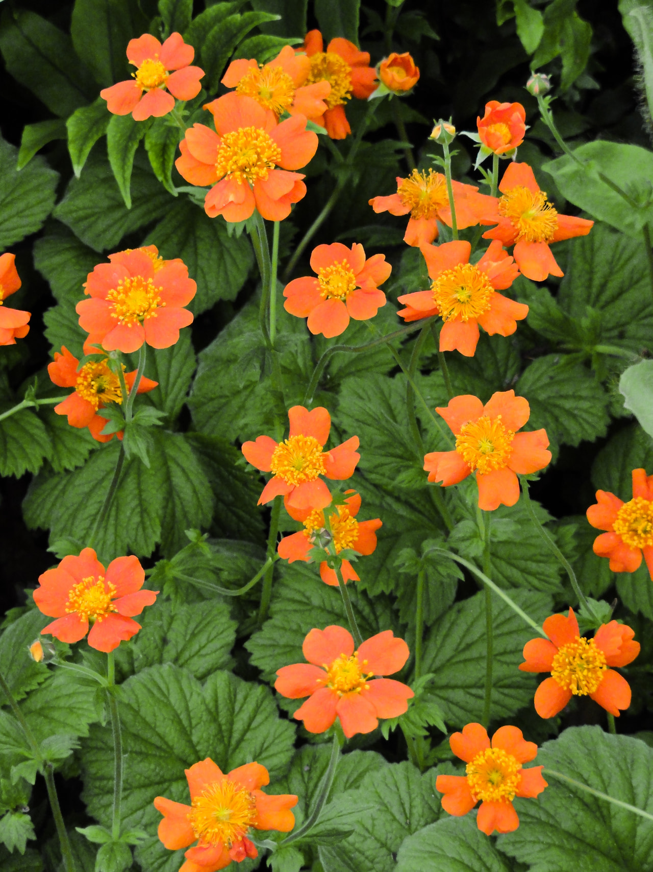 Kellukka Borisii, Loukykvět