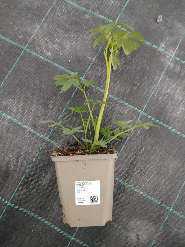 Corazón de María Alba - 1. 4. 2026