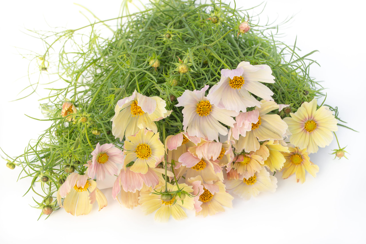 Punakosmoskukka Apricot Lemonade, Loukykvět