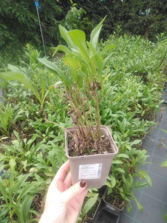 Piisku Golden Glory - 2024