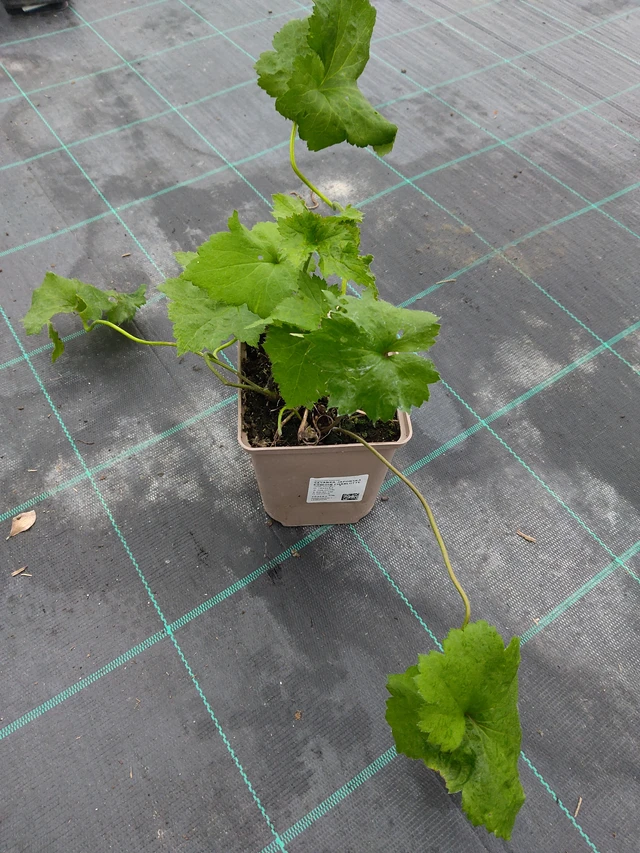 Syysvuokko Königin Charlotte - 10. 9. 2025