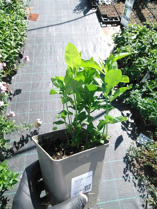 Leimu Franz Schubert - 19. 8. 2025