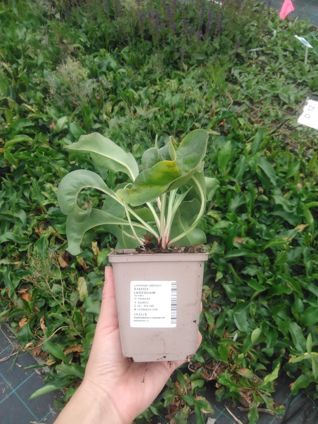 Hopeaikiviuhko - 2024