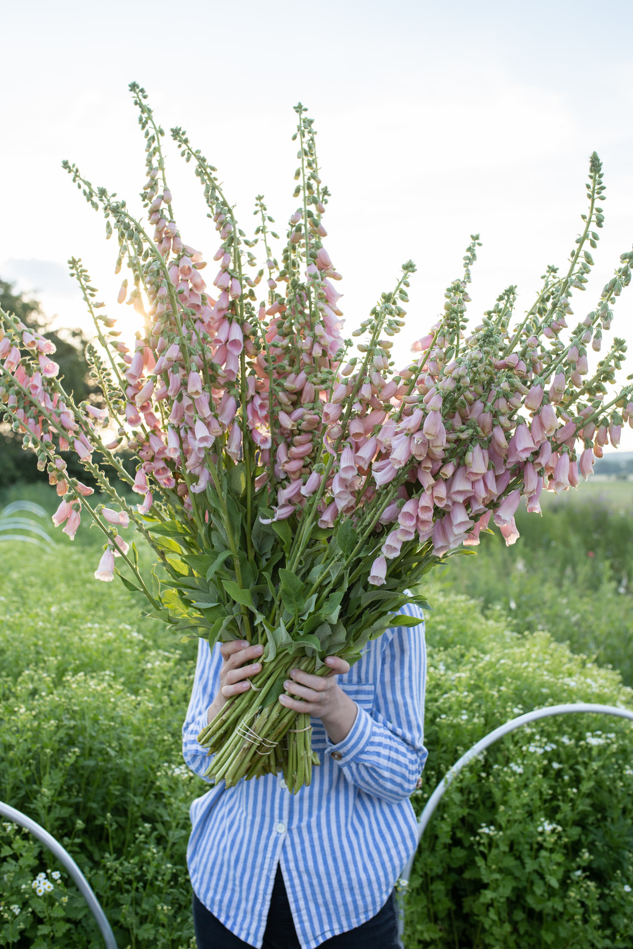 Sormustinkukka Dalmatian Peach, Loukykvět